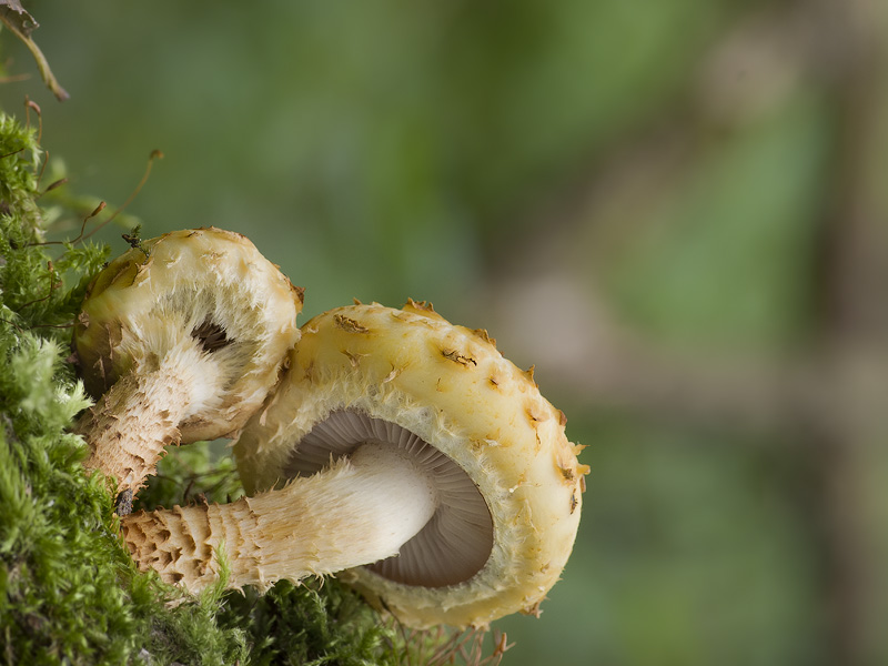 Pholiota cerifera